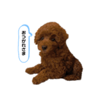 原ロコ（個別スタンプ：12）