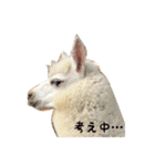 アルパカ・パカオリジナル ハリーとラバン（個別スタンプ：15）