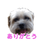 杢ちゃん2（個別スタンプ：3）