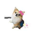 チワワのソラ（個別スタンプ：3）