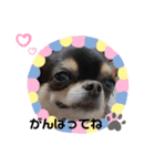 チワワのcocomaroすたんぷ（個別スタンプ：4）