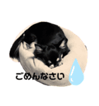 チワワのcocomaroすたんぷ（個別スタンプ：6）