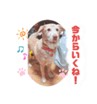 ❤ちゃな❤（個別スタンプ：7）
