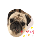 pugあずきちゃん（個別スタンプ：1）