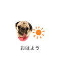pugあずきちゃん（個別スタンプ：2）