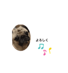 pugあずきちゃん（個別スタンプ：3）