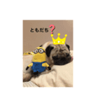 pugあずきちゃん（個別スタンプ：4）