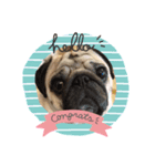 pugあずきちゃん（個別スタンプ：5）