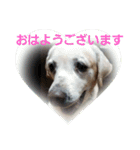 必要な言葉達(Pretty labrador)（個別スタンプ：1）