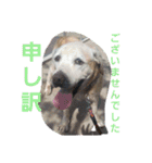 必要な言葉達(Pretty labrador)（個別スタンプ：2）