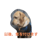 必要な言葉達(Pretty labrador)（個別スタンプ：3）
