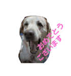 必要な言葉達(Pretty labrador)（個別スタンプ：4）