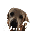 必要な言葉達(Pretty labrador)（個別スタンプ：5）