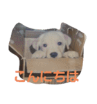 必要な言葉達(Pretty labrador)（個別スタンプ：7）