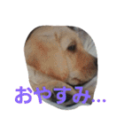 必要な言葉達(Pretty labrador)（個別スタンプ：9）