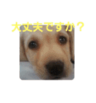 必要な言葉達(Pretty labrador)（個別スタンプ：10）