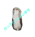 必要な言葉達(Pretty labrador)（個別スタンプ：11）