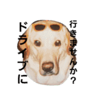 必要な言葉達(Pretty labrador)（個別スタンプ：12）