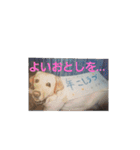 必要な言葉達(Pretty labrador)（個別スタンプ：13）