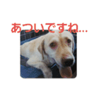 必要な言葉達(Pretty labrador)（個別スタンプ：15）
