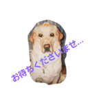 必要な言葉達(Pretty labrador)（個別スタンプ：17）