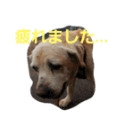 必要な言葉達(Pretty labrador)（個別スタンプ：19）