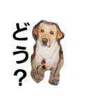 必要な言葉達(Pretty labrador)（個別スタンプ：21）