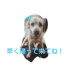必要な言葉達(Pretty labrador)（個別スタンプ：22）