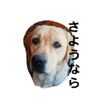 必要な言葉達(Pretty labrador)（個別スタンプ：23）
