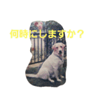 必要な言葉達(Pretty labrador)（個別スタンプ：24）