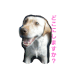 必要な言葉達(Pretty labrador)（個別スタンプ：25）