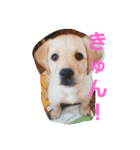 必要な言葉達(Pretty labrador)（個別スタンプ：26）