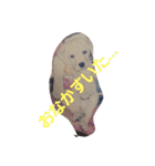 必要な言葉達(Pretty labrador)（個別スタンプ：27）