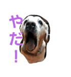必要な言葉達(Pretty labrador)（個別スタンプ：28）