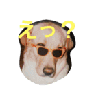 必要な言葉達(Pretty labrador)（個別スタンプ：29）
