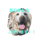 必要な言葉達(Pretty labrador)（個別スタンプ：30）
