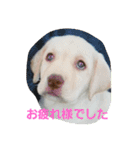 必要な言葉達(Pretty labrador)（個別スタンプ：31）