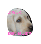 必要な言葉達(Pretty labrador)（個別スタンプ：32）