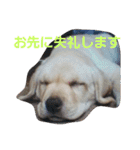 必要な言葉達(Pretty labrador)（個別スタンプ：33）