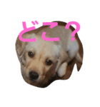 必要な言葉達(Pretty labrador)（個別スタンプ：34）