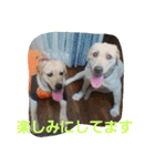 必要な言葉達(Pretty labrador)（個別スタンプ：35）