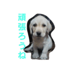 必要な言葉達(Pretty labrador)（個別スタンプ：36）