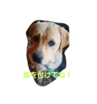 必要な言葉達(Pretty labrador)（個別スタンプ：37）