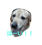 必要な言葉達(Pretty labrador)（個別スタンプ：38）