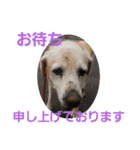 必要な言葉達(Pretty labrador)（個別スタンプ：39）