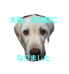 必要な言葉達(Pretty labrador)（個別スタンプ：40）