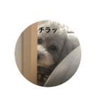 a              g               u（個別スタンプ：4）