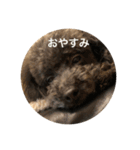 a              g               u（個別スタンプ：15）