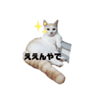 どんちゃんがどーんスタンプ（個別スタンプ：1）