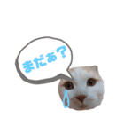どんちゃんがどーんスタンプ（個別スタンプ：4）